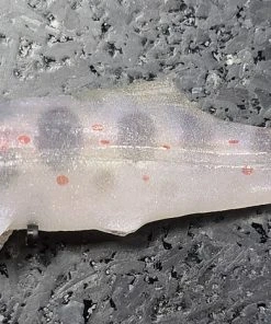 Signal Japan Devil Swimmer Paddletail Swimbaits