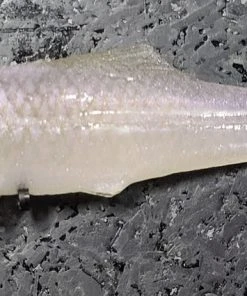 Signal Japan Devil Swimmer Paddletail Swimbaits