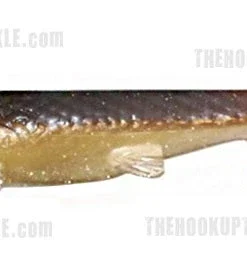 3:16 Lure Company Rising Son Weedless Paddletail Swimbaits 29 3:16 Lure Company Rising Son Weedless Paddletail Swimbaits