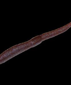 Jackall Neko Flick Worms 15 Jackall Neko Flick Worms