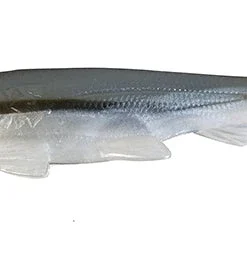 3:16 Lure Company Rising Son Weedless Paddletail Swimbaits 36 3:16 Lure Company Rising Son Weedless Paddletail Swimbaits