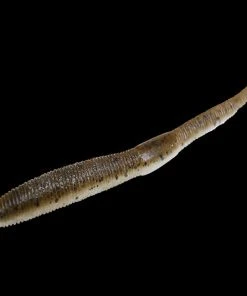 Jackall Neko Flick Worms 14 Jackall Neko Flick Worms