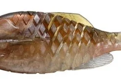 Issei Gill Flat Jr Soft Body 14 Issei Gill Flat Jr Soft Body