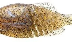 Issei Gill Flat Jr Soft Body 18 Issei Gill Flat Jr Soft Body