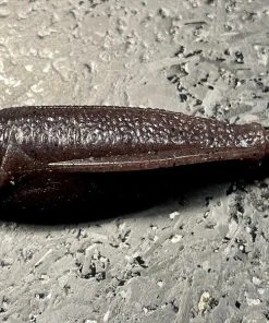 Laysam Creatures Namekuji Worm