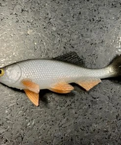 JSJ Bait Co. Hitch Six Recoil Weedless Swimbait