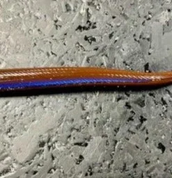 Roboworm Curly Tail Worm 33 Roboworm Curly Tail Worm