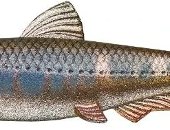 Evergreen International Soft Body Last Ace 140 Swim