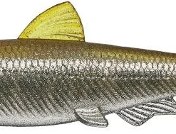 Evergreen International Soft Body Last Ace 140 Swim