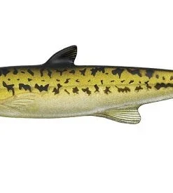 Evergreen International Last Ace 168