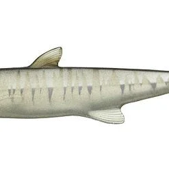 Evergreen International Last Ace 168