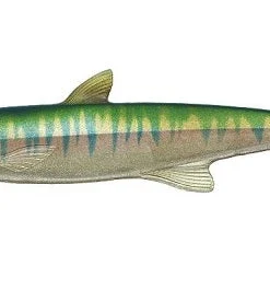 Evergreen International Last Ace 168