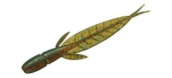 Evergreen International C-4 Leech Dropshot Baits