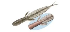 Evergreen International C-4 Leech Dropshot Baits