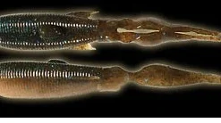 Kasumi Designs Hyper Omata Soft Trailers