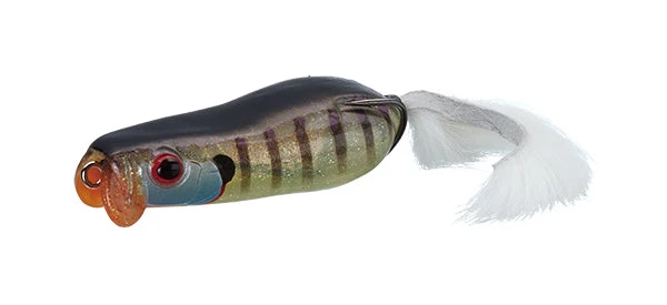 Evergreen USA Frogs Softshell Showblows Frog 7 Evergreen USA Frogs Softshell Showblows Frog