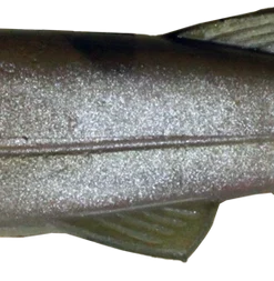 Imakatsu Huddle Swimmer