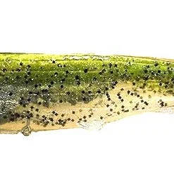 Optimum Baits Baby Thumper Tail