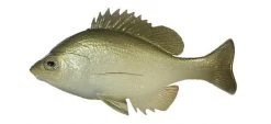 Huddleston Deluxe Soft Body Bluegill Top Hook